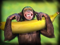 /album/fotos-incriveis/isto-e-que-e-uma-banana-jpg/
